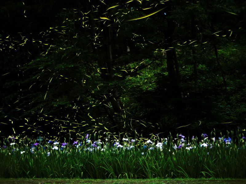 しらさぎ森林公園でホタルと花菖蒲を鑑賞できる Monacamera Com