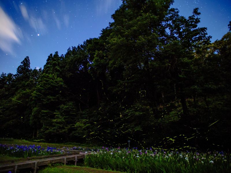 しらさぎ森林公園でホタルと花菖蒲を鑑賞できる Monacamera Com